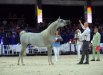 ECHO ANASTAZJA - class winner mares 4-6 years old A, b/o SK Chrcynno-Pałac Krzysztof Poszepczyński, fot Sylwia Iłenda